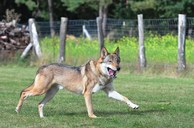 wolf-4.jpg
